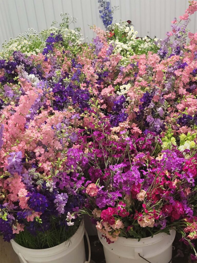 flowers_4